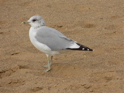 Common Gull by Mark Cottingham - BirdGuides