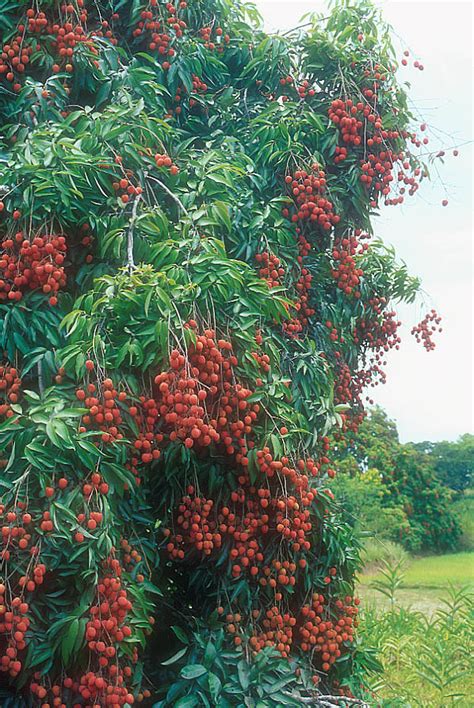 Beautiful Bangladesh: Lychee Fruit