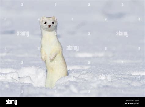 Ermine, Mustela erminea in the winter coat, Hermelin (Mustela erminea) im Winterfell Stock Photo ...