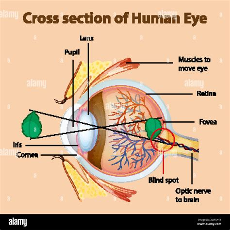 Diagram showing cross section of human eye Stock Vector Image & Art - Alamy