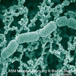 Microbiology: Lactobacillus