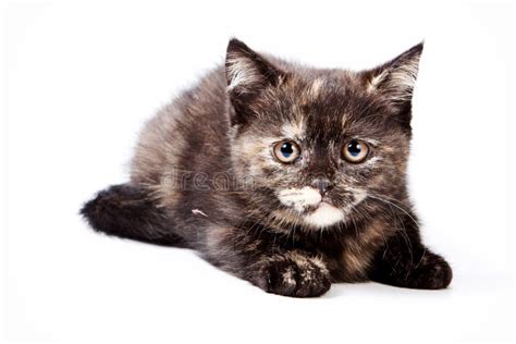 Brown fluffy kitten stock photo. Image of adorable, shot - 118141804