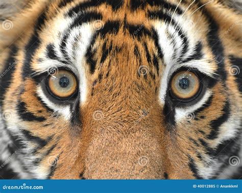 Bengal Tiger Eyes Stock Photo - Image: 40012885