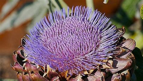 How to Get Seeds From an Artichoke | Garden Guides