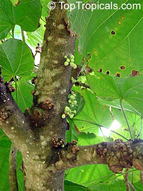 Quararibea cordata, Matisia cordata, Chupa-chupa, Zapote Chupachupa, South American Sapote