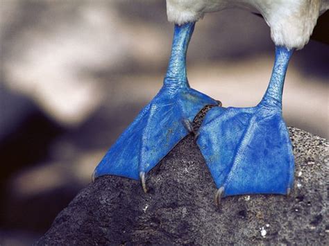 Watch this Adorable Blue Footed Booby Dance (2 Videos) | Latin Roots Travel