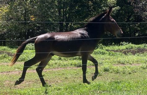 Hinny Stallion (ARABIAN X TENN WALKER & MAMMOTH DONKEY CROSS)