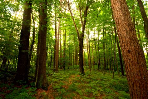 Pine Forest | Flickr - Photo Sharing!