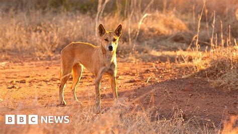 Australia dingo attack: Father saves toddler from wild dog