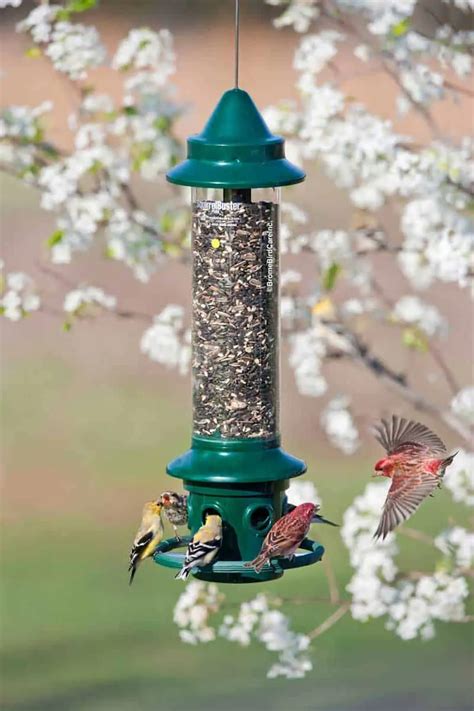 Brome Squirrel Buster Bird Feeder Review - Bird Feeder Hub