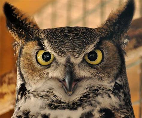 12 Unique Characteristics of Owls (Pictures) - Wildlife Informer