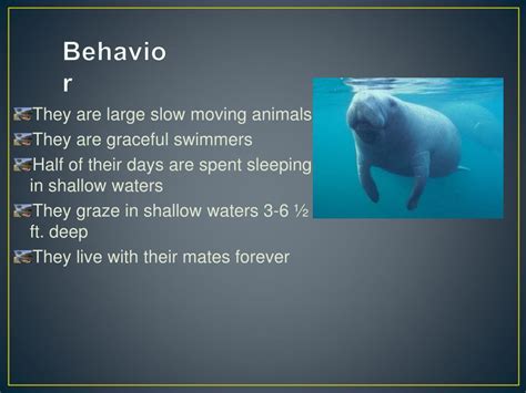 PPT - Manatee PowerPoint Presentation, free download - ID:1370177