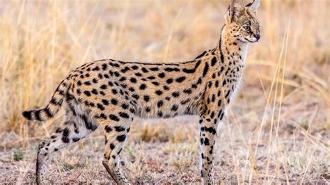 Serval Wallpapers HD Download