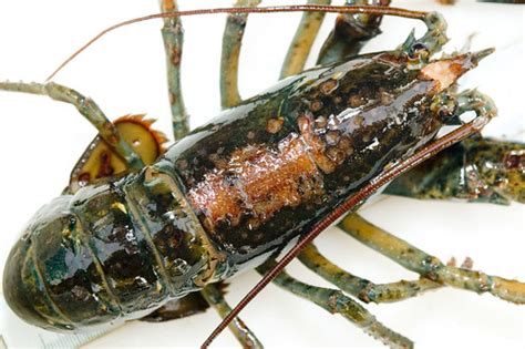 The mystery of lobster shell disease | Deep Sea News