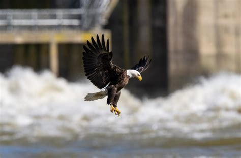 Bald Eagles of Conowingo - County Lines Online