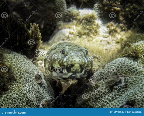 Close Up Face and Teeth of Lizard Fish on Coral Underwater Stock Image - Image of macro, fish ...