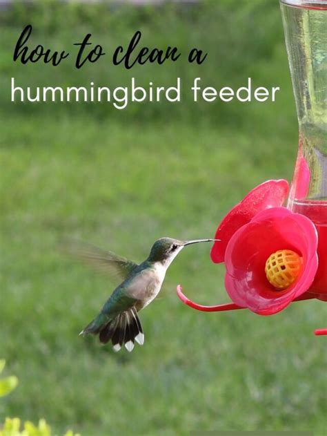 Here's How- and Why- You Should Clean Your Hummingbird Feeder TODAY! - DIY Danielle®