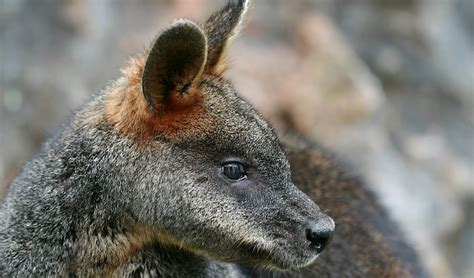 Swamp wallaby facts, distribution & population | BioDB