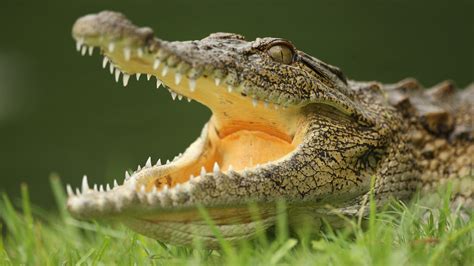 Yikes! 15,000 Crocodiles Escape Farm In South Africa, Area Evacuated : The Two-Way : NPR