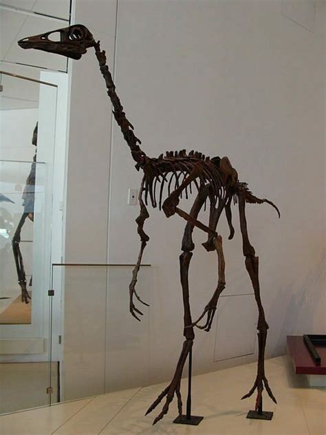 Partial Ornithomimus Claw - Montana (#4305) For Sale - FossilEra.com