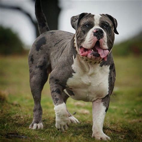 American xl bully (puppies) | in Leicester, Leicestershire | Gumtree