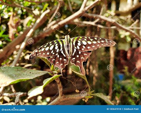 Tailed Jay Butterfly stock photo. Image of butterfly - 183647018