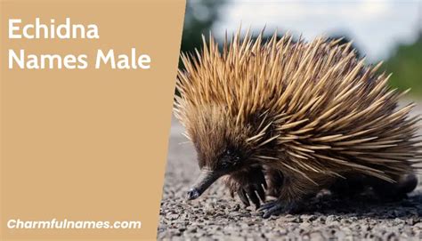 Unique Echidna Names: Perfect Picks For Your Prickly Pet