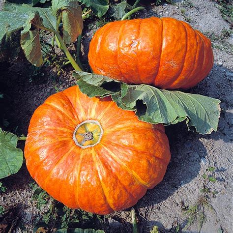 Cucurbita maxima - Monaco Nature Encyclopedia