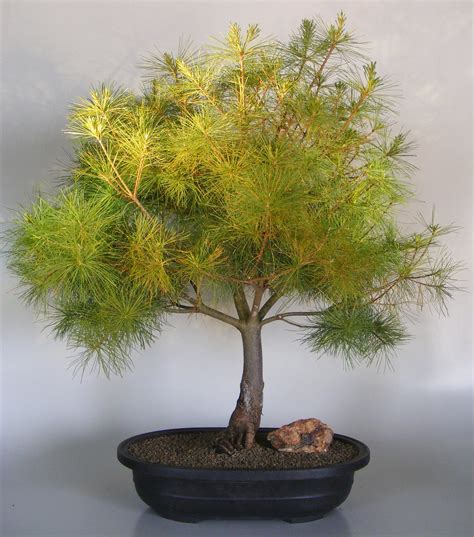 Japanese White Pine Bonsai Tree(pinus parviflora)