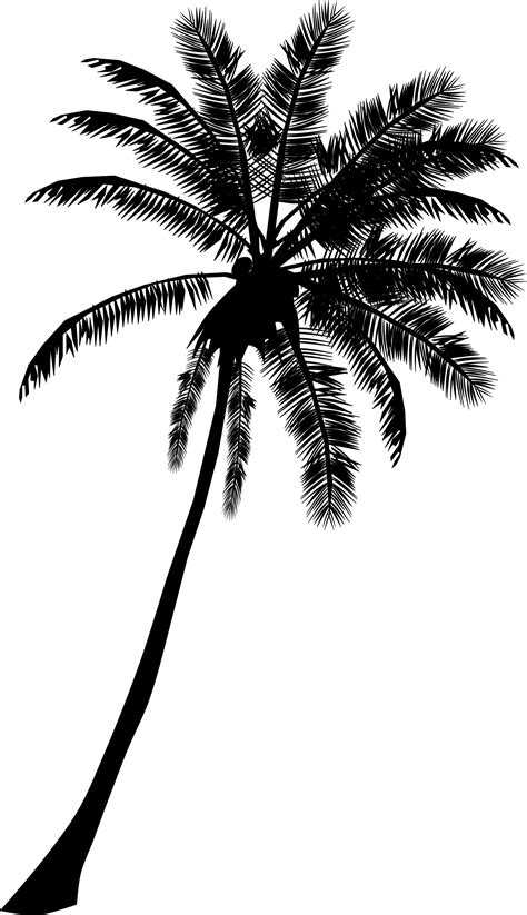 Free photo: Silhouette of Coconut Tree - Backlit, Silhouette, Trees - Free Download - Jooinn