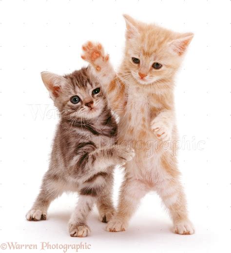 Kittens playing photo WP07273