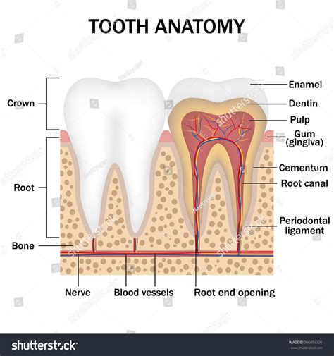 [DIAGRAM] Pearson Tooth Diagram Simple - MYDIAGRAM.ONLINE