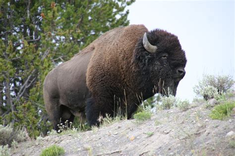 Enjoying The Wildlife Of Yellowstone National Park Safely | hubpages