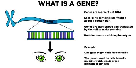 How Do Proteins Relate To Traits ~ Ixl Genes Proteins And Traits ...