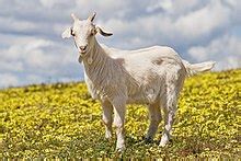 Goat - Wikiquote