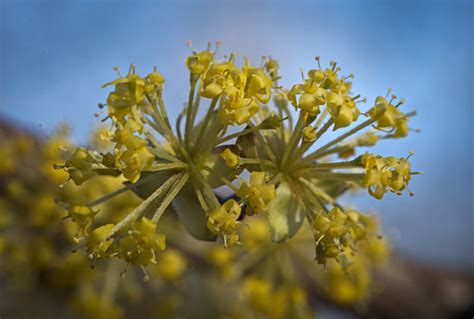 Cornelian cherry | Cornelian cherry (Cornus mas) flowers. Kw… | Flickr