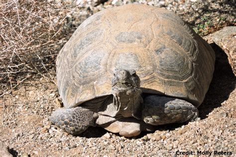 About Desert Tortoises - Desert Tortoise Council