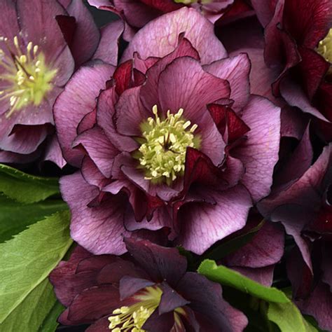 Wedding Party® True Love - Lenten Rose - Helleborus hybrid | Proven Winners