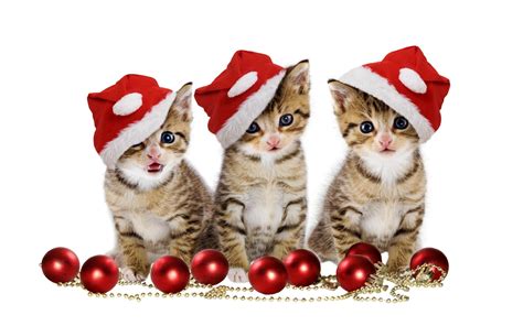 Christmas Kitten Wallpapers - Wallpaper Cave