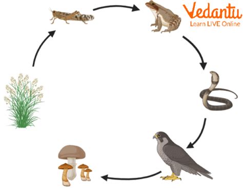 Top 136+ Interdependence of plants and animals examples - Merkantilaklubben.org