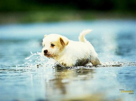 Cute Dog Wallpapers on WallpaperDog