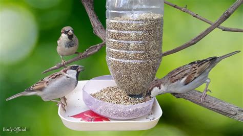 Bird Feeder DIY | Building Bird Feeder From Plastic Bottle - YouTube