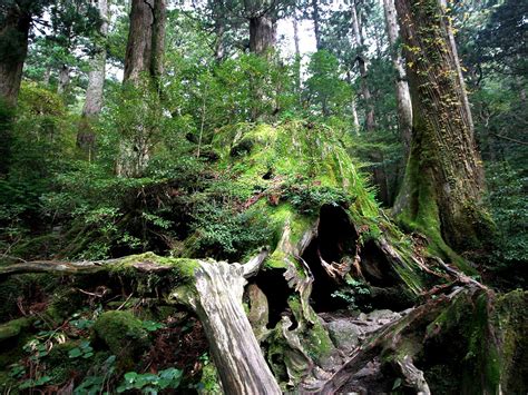 Yakushima Island – Visit The Forest That Inspired Princess Mononoke