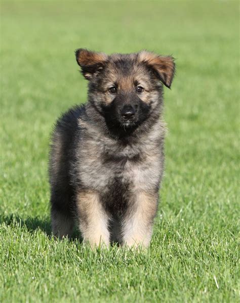 Shiloh Shepherd Info, Puppies, Breeders, Temperament, Pictures