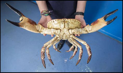 Giant edible crab named 'Popeye' found - Mirror Online