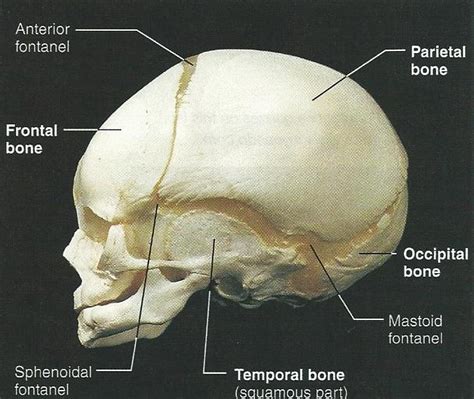 Fetal Skull Diagram - Ella Wiring