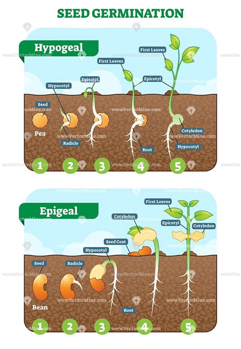 Stages Of Seed Germination Worksheet