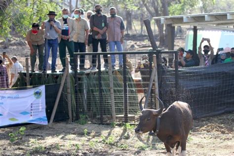 Pertama Kalinya Di Indonesia, Banteng Kembali Ke Habitat Alaminya - Mongabay.co.id