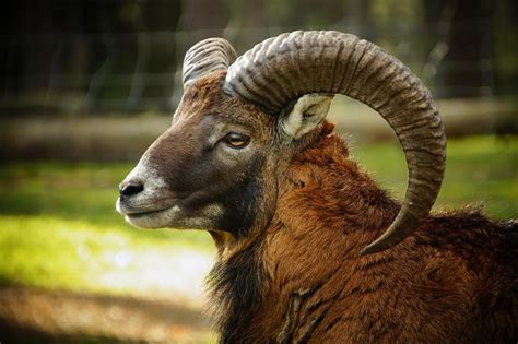 Mouflon Wild Sheep Sheep Horns Photograph by Les Classics - Pixels