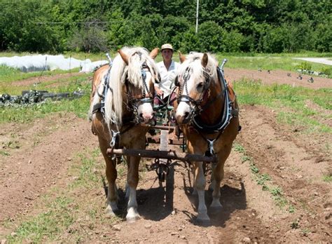 Why some Canadian farmers are still choosing horses over tractors | CBC ...